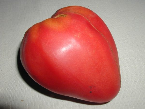 Os grandes frutos rosa-carmesim do tomate Mazarin são em forma de coração