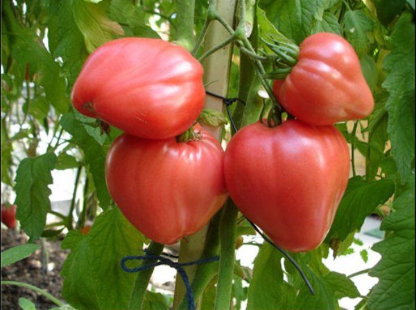  O rendimento do tomate Mazarini alto, na escova forma-se por 5-6 ovários