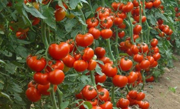  A estreia do início do amadurecimento do ultrapreparado permite que os jardineiros evitem danos causados ​​pelos frutos