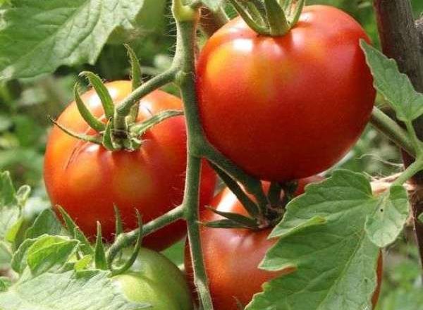  Tomate Leopold