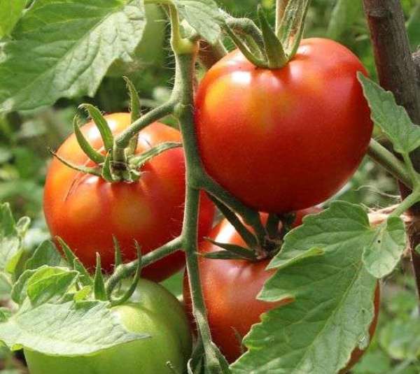  Tomate Leopold