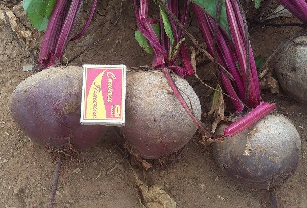 Barbabietola Pablo f1