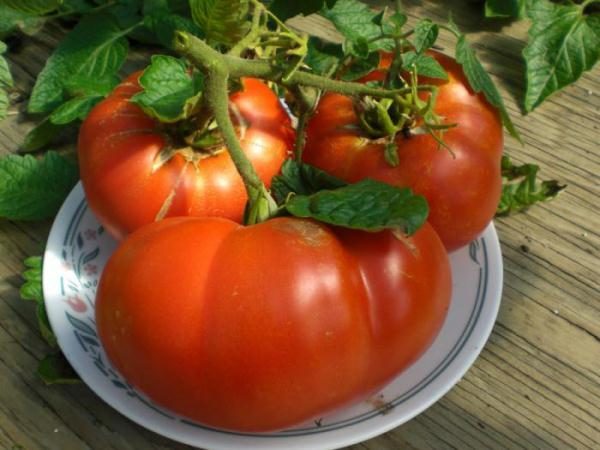  Os tomates de Khlebosolny distinguem-se pelo seu alto peso de fruto e gosto primoroso.