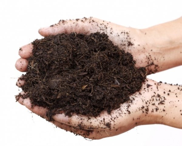  Fertilizar o solo antes de plantar tomates