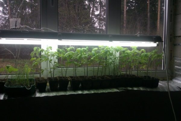  Com a falta de luz solar para os tomates da sala, a iluminação extra está equipada