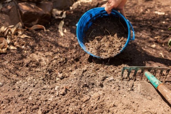 Preparação do solo para o plantio de tomates deve começar no outono