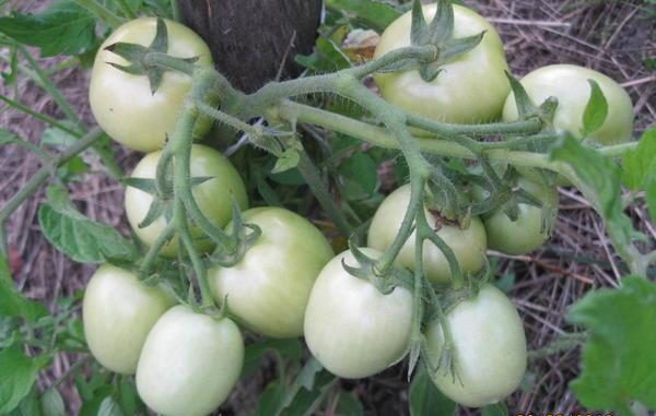  Riparea de tomate Countryman apare la 95-100 de zile după plantarea semințelor