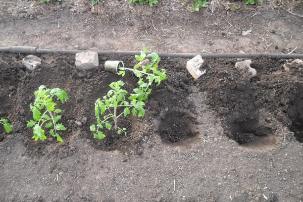  Antes do plantio, as mudas são endurecidas, plantadas no solo de acordo com o esquema 70 × 30