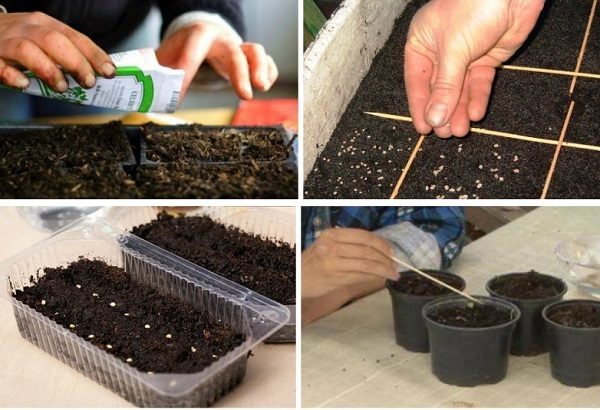  Plantação de sementes de tomateiro na estréia de mudas