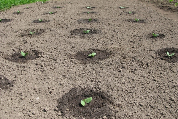  Squashes pot fi cultivate bandă sau imbricate mod
