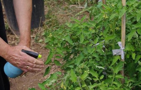 As plantas são resistentes a doenças, mas para sua prevenção é necessário pulverizar fungicidas
