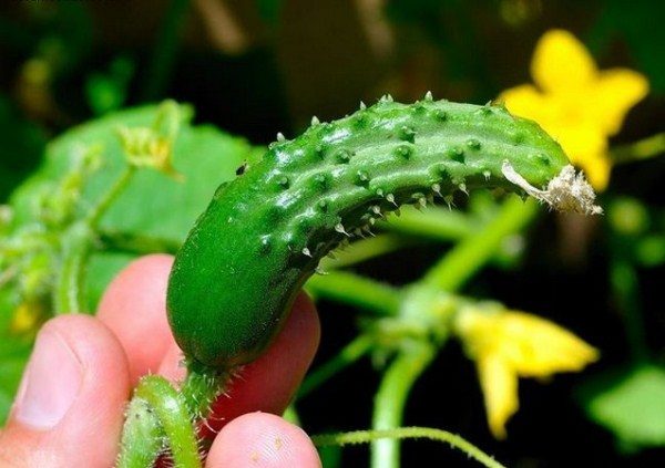 Um sinal de falta de fertilizante é a forma do gancho dos pepinos.
