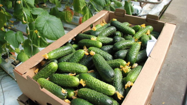  How much can you pick cucumbers from 1 meter square growing in garden beds