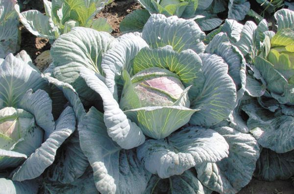  Amager Cabbage