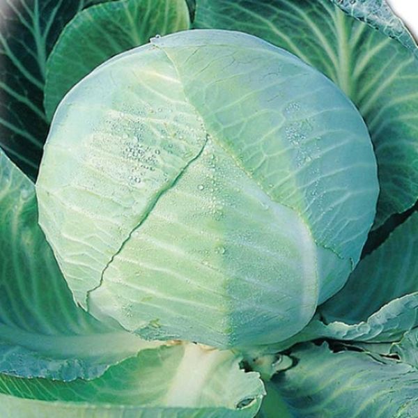  Il peso delle teste di varietà Amager può raggiungere i 3 kg.