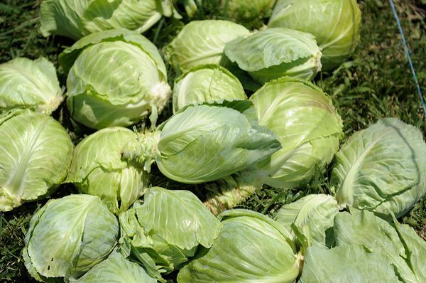  Varietà di raccolta Amager effettuate a fine settembre-ottobre