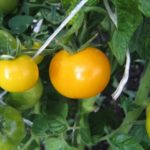  As variedades mais populares de tomate