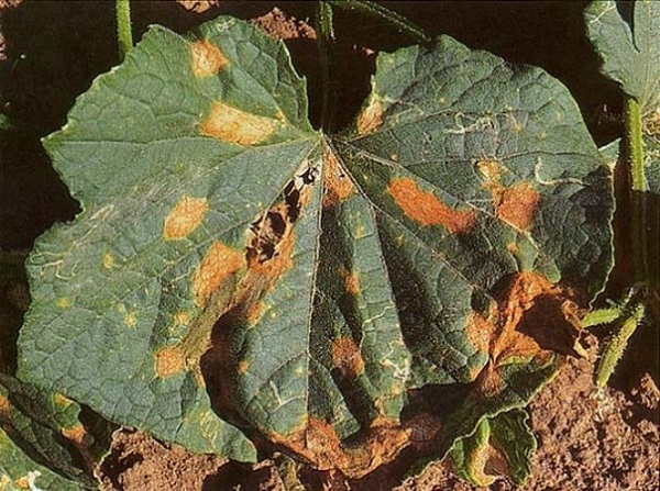  antracnoza