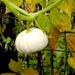  Varietà di piccola zucca