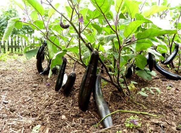  Melanzane in crescita in campo aperto