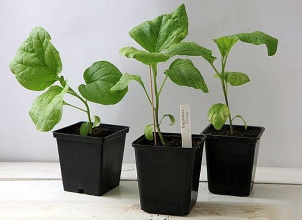  Il trapianto di piantine a terra deve essere fatto prima del periodo di gemmazione.