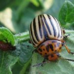  Lo scarabeo di patata del Colorado è il più pericoloso parassita di melanzane