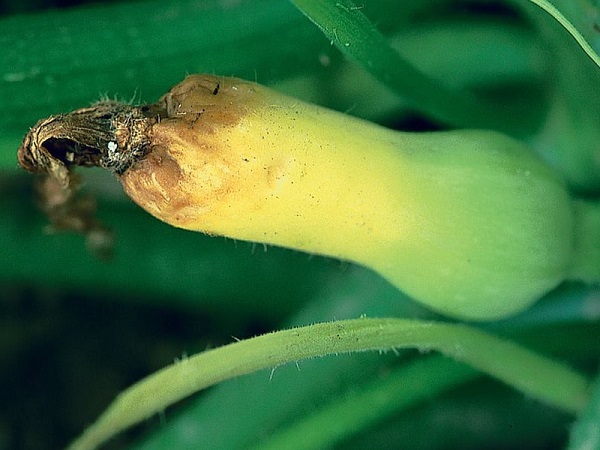  Bacterioză sau punct de frunze unghiular