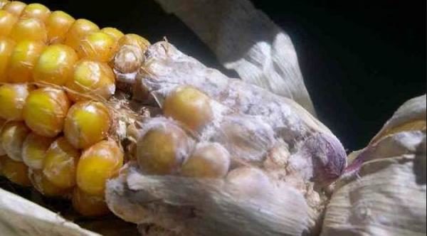 cob fusarium