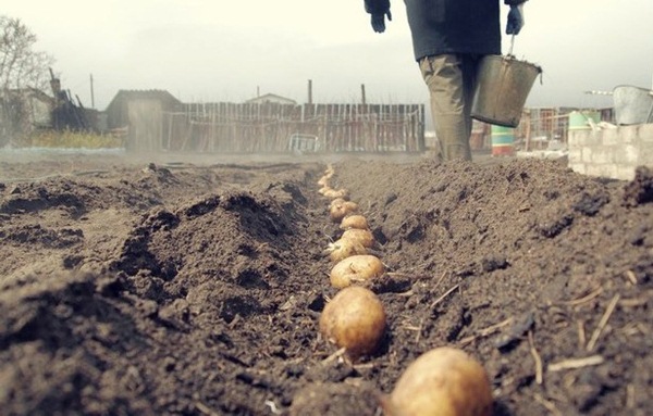  Planting potatoes in the Leningrad region