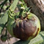  Ferrugem tardia