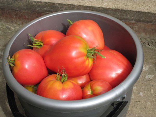  A colheita de tomate Mazarini é realizada durante toda a temporada como o fruto amadurece