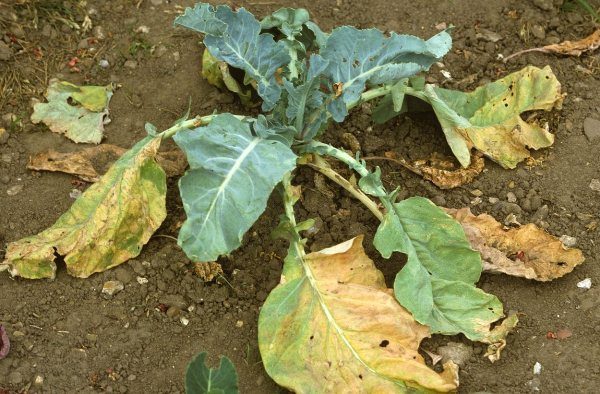  Appassimento di cavolo Fusarium