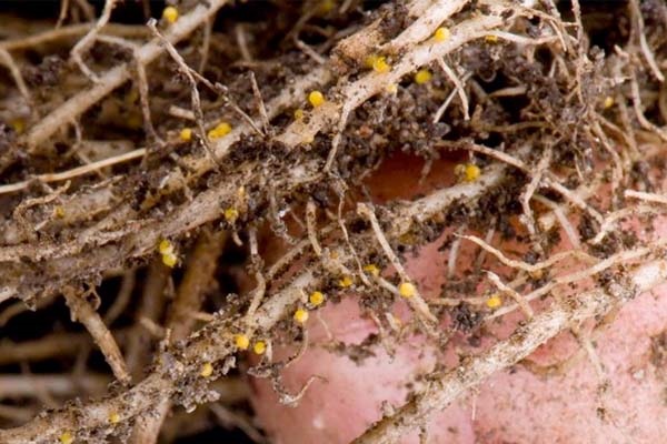  Nematode gallico