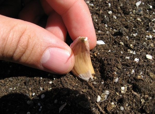  Piantare aglio primavera in Siberia