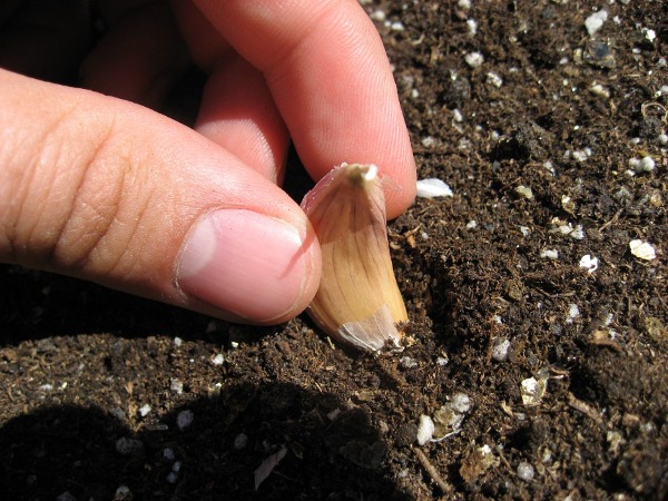  Piantare aglio primavera in Siberia