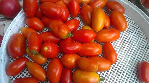  Devido à densa consistência do fruto do tomate Banana, o armazenamento é excelente e longo