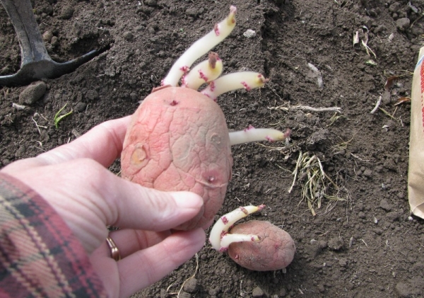  Due settimane prima della semina, germinare i tuberi, la distanza tra i fori dovrebbe essere di almeno 35 cm