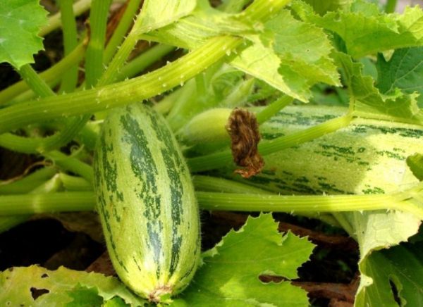  Squash în seră