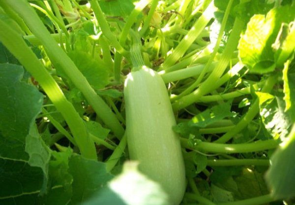  Zucchine Belogor