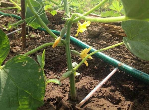  Cetriolo per irrigazione a goccia
