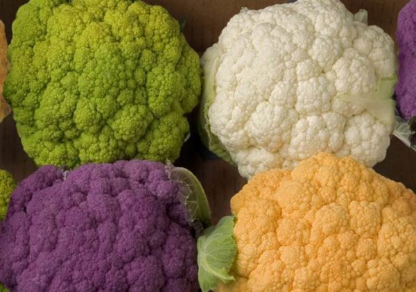  Cavolo di tutti i colori dell'arcobaleno