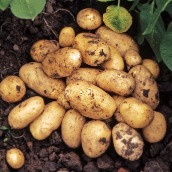  Patata Adretta