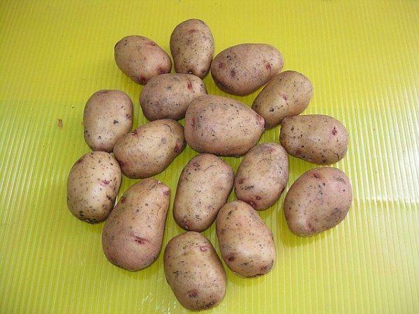  Patate Aurora