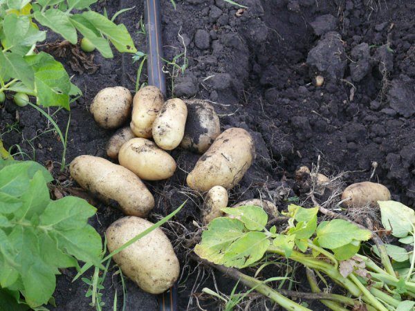  Impala di patate