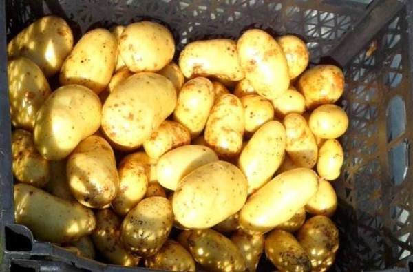  Patate Latona