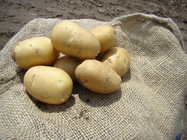  Patate Naiadi