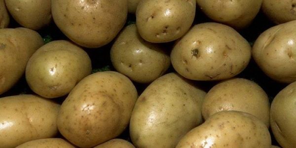  Patate Pushkin