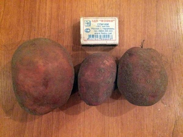  Ciuffolotto di patate
