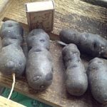  Chinese truffle