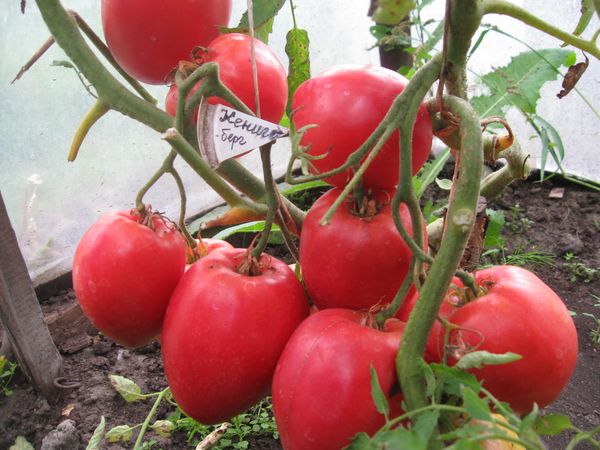  Soiuri de tomate Konigsberg